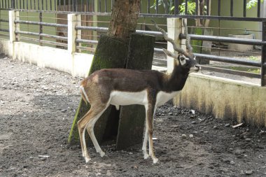 Kalemdeki bir Blackbuck Geyiği. Kalemdeki bir geyik