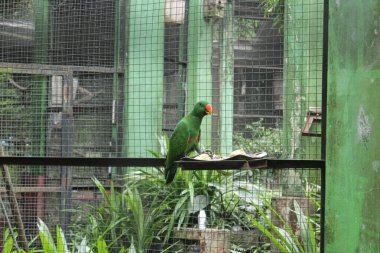 Hayvanat bahçesindeki yeşil papağan. Papağan yetiştirme