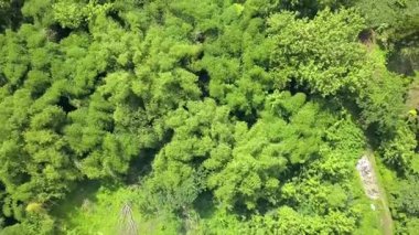 İHA kullanarak yukarıdan alınan ağaçların videosu