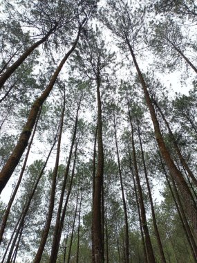 Gökyüzüne uzanan Uzun Çam Ağaçları