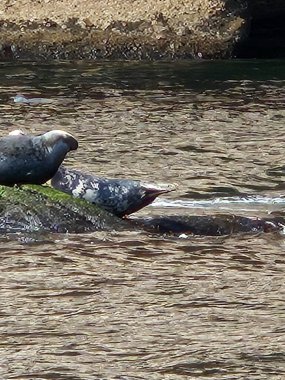 Foklar kumlu sahil şeridinde dinleniyorlar. Doğal rahatlama davranışları sergiliyorlar. Huzurlu deniz yaban hayatı sahnesi.