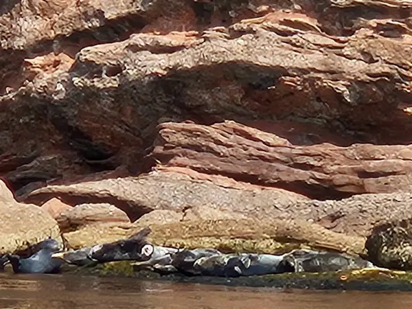Doğa bitkileri arasında açan narin mor kır çiçekleri ve orman altındaki kurumuş yapraklar. Güzel bitki örtüsü mevsimsel bahar büyümesi ve botanik çeşitliliği. Botanik içerik için mükemmel doğa ve kır çiçeği fotoğrafçılığı.