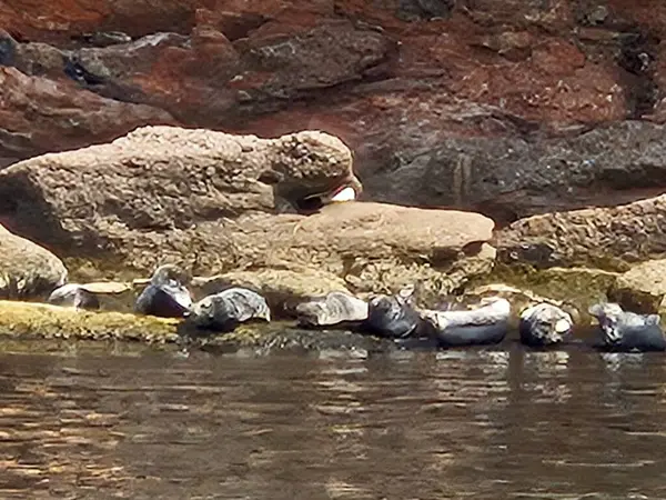 Doğa bitkileri arasında açan narin mor kır çiçekleri ve orman altındaki kurumuş yapraklar. Güzel bitki örtüsü mevsimsel bahar büyümesi ve botanik çeşitliliği. Botanik içerik için mükemmel doğa ve kır çiçeği fotoğrafçılığı.