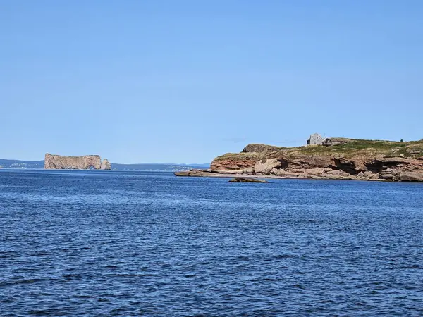 Doğa bitkileri arasında açan narin mor kır çiçekleri ve orman altındaki kurumuş yapraklar. Güzel bitki örtüsü mevsimsel bahar büyümesi ve botanik çeşitliliği. Botanik içerik için mükemmel doğa ve kır çiçeği fotoğrafçılığı.