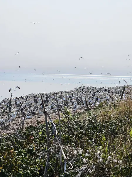 Açık mavi gökyüzünün altında yüksek uçurum pozisyonundan panoramik okyanus manzarasının tadını çıkaran kişinin olduğu sahil yaşam tarzı. Mükemmel bir açık hava eğlencesi ve turizm huzurlu kıyı deneyimi sergiliyor. İdeal seyahat fotoğrafçılık içeriği.