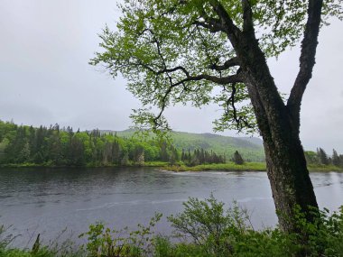 Dalları sarkık ağaç ve yemyeşil ormanı yansıtan sakin su ile huzurlu nehir manzarası. Sisli arkaplan ve yumuşak ışık sakin, doğal bir sahne yaratır. Rahatlamak için mükemmel, doğa geri çekiliyor, vahşi doğa kaçıyor, ve sakin açık hava temaları.