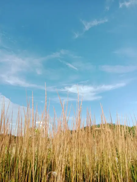 Güzel bir manzara Ağacı ve mavi gökyüzü