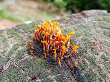 Yosun kaplı ağaç kütüğünden canlı turuncu mantarlar filizlenerek sakin bir orman sahnesinde çarpıcı bir yakın plan oluşturur. Hassas, kıvrımlı şekiller doğadaki esnekliği ve doğal güzelliği iletir..