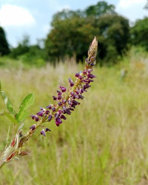 Canlı bir mor kır çiçeği çivisi, güneşli bir çayırda duruyor. Yeşil yapraklar gövdeyi çerçeveliyor. Bulanık doğal bir arka plan ise barışçıl bir kırsal alanı işaret ediyor..