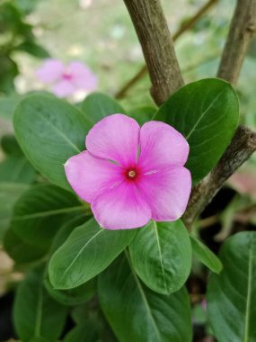 Parlak yeşil yaprakların arasına yerleştirilmiş canlı kırmızı merkezli pembe beş yapraklı bir çiçeğin yakın çekimi ve sakin bir bahçe sahnesinde ahşap bir gövde..