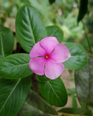 Narin pembe bir vinca çiçeği parlak yeşil yaprakların arasında, pürüzsüz yapraklar ve canlı merkezi bir göz sergiliyor. Bu yakın plan doğa güzelliğini, sakin bahçe manzarasını ve doğa ve yaşam tarzı projeleri için taze bahar rengini yakalar..