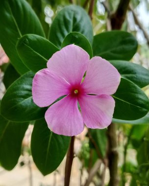 Narin pembe bir menekşe çiçekleri parlak yeşil yapraklarla tezat oluşturur. Bahçeye, doğaya ve çiçeklere uygun doğal güzellikleri yakalar..