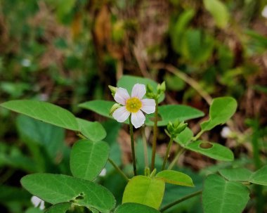 Sarı merkezli küçük beyaz bir çiçeğe yakın çekim, canlı yeşil yaprakların arasında ince bir sapın üzerinde duruyor. Doğa ve bitki tasvirleri için uygun taze, sakin bir bahçe sahnesi..