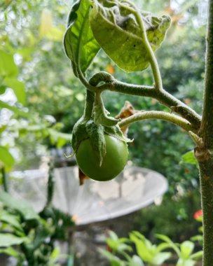 Canlı bir bahçede yapraklarla çevrili tüylü bir saptan sarkan küçük yeşil bir patlıcanın yakın çekimi. Doğal, taze görüntüler büyümeyi, yeşilliği ve yaz hasadını ev bahçesinde yakalıyor..