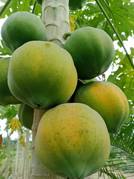Lush green papaya hang in a tight cluster on a sturdy trunk, showcasing ripeness from green to yellow. Bright leaves and sunlight highlight tropical fruit ready for harvest.