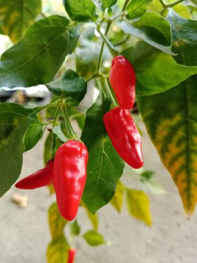 Bright red chili peppers hang from a leafy green plant, showcasing fresh produce ready for cooking. A garden scene with vibrant color and natural light, reflecting healthy, homegrown food.