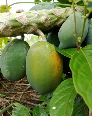 Close-up of unripe papaya hanging from a branch with lush green leaves in a tropical garden. Fresh, ripe potential fruit evokes harvest, nature, and outdoor warmth.