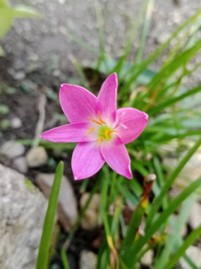 Vibrant pink flower blooming among slender green leaves in a garden, bathed in soft natural light. Ideal for nature, spring, beauty, and floral themes in stock imagery.