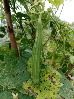 A fresh green bottle gourd hangs from a vine in a garden, surrounded by broad leaves and curling tendrils. The scene highlights gardening, harvest, and home-grown vegetables in nature.