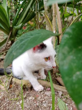 A white cat crouches among green leaves and garden plants, peering intently with amber eyes. The scene captures curiosity, quiet nature, and a moment of playful shelter in a lush outdoor setting.