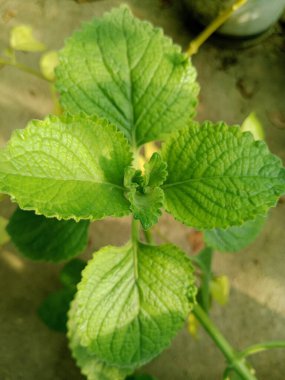 Vibrant green mint leaves framed by soft natural light showcase textured veins and serrated edges. Fresh, healthy foliage ready for culinary use, gardening, or decorative herb photography.