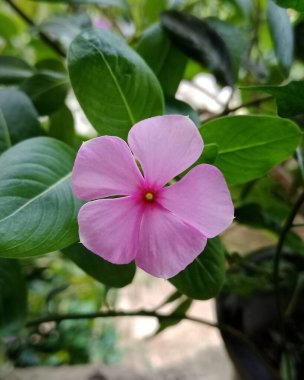 Parlak yeşil yaprakların arasına yerleştirilmiş canlı merkezli yumuşak pembe beş yapraklı bir çiçeğin yakın, canlı bir görüntüsü. Doğa, bahçe ya da çiçek desenleri için mükemmel..