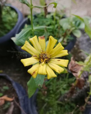 Koyu renkli sarı bir çiçek, yeşil yapraklarla çevrili bir saksının içinde oturur. Doğal ışıklandırma yaprakları ve dokuları ön plana çıkarır, tazeliği, büyümeyi ve doğayı aktarır..