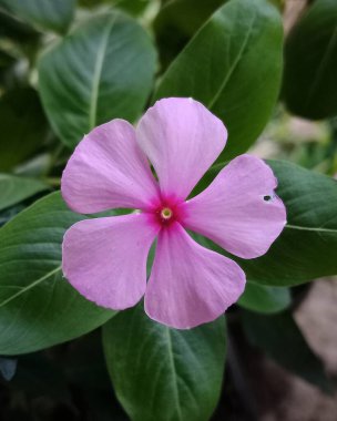 beautiful vinca flowers, floral concept background