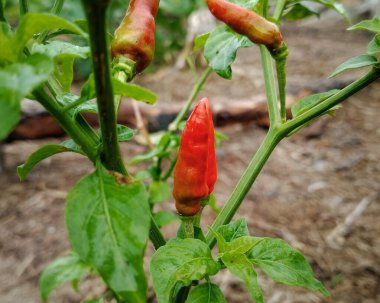 A vibrant red chili pepper hangs on a green plant in a garden, with glossy leaves and earthy, warm soil in the background. Perfect for food, spice, and fresh produce themes.