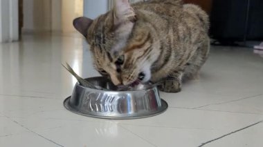 Evcil kedi, yerdeki metal bir kaseden taze deniz balığını seve seve yer. Yüksek kalite 4k görüntü