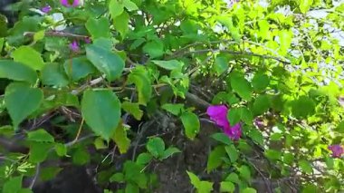 Bahçedeki güzel çiçekler