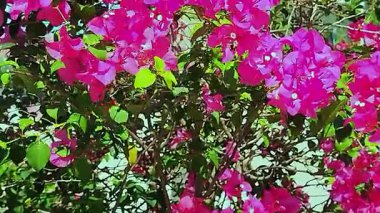 Bahçedeki güzel pembe çiçekler