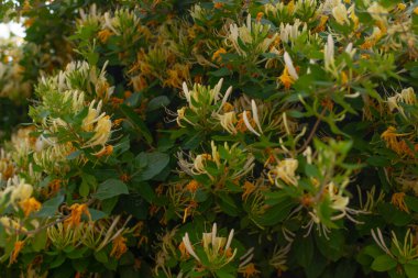 Etrafı yemyeşil yapraklarla çevrili küçük sarı kır çiçeklerinin yakın plan fotoğrafı. Doğa temalı tasarımlar, ekolojik projeler, sağlık blogları ya da çiçek desenleri için mükemmel. Yumuşak odak ve doğal bileşime sahip yüksek çözünürlüklü resim.