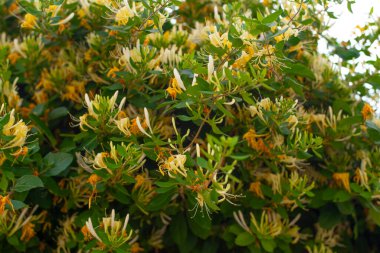 Etrafı yemyeşil yapraklarla çevrili küçük sarı kır çiçeklerinin yakın plan fotoğrafı. Doğa temalı tasarımlar, ekolojik projeler, sağlık blogları ya da çiçek desenleri için mükemmel. Yumuşak odak ve doğal bileşime sahip yüksek çözünürlüklü resim.