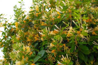 Etrafı yemyeşil yapraklarla çevrili küçük sarı kır çiçeklerinin yakın plan fotoğrafı. Doğa temalı tasarımlar, ekolojik projeler, sağlık blogları ya da çiçek desenleri için mükemmel. Yumuşak odak ve doğal bileşime sahip yüksek çözünürlüklü resim.