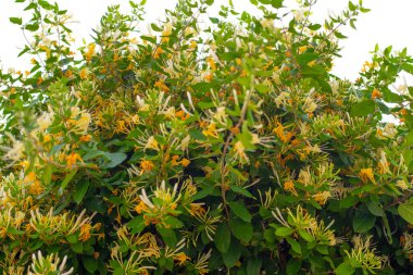 Etrafı yemyeşil yapraklarla çevrili küçük sarı kır çiçeklerinin yakın plan fotoğrafı. Doğa temalı tasarımlar, ekolojik projeler, sağlık blogları ya da çiçek desenleri için mükemmel. Yumuşak odak ve doğal bileşime sahip yüksek çözünürlüklü resim.