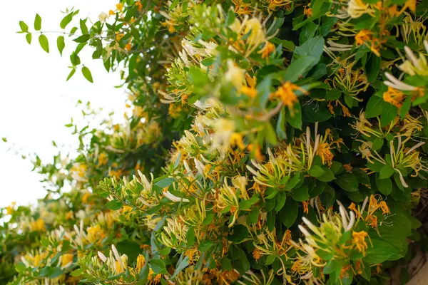 Etrafı yemyeşil yapraklarla çevrili küçük sarı kır çiçeklerinin yakın plan fotoğrafı. Doğa temalı tasarımlar, ekolojik projeler, sağlık blogları ya da çiçek desenleri için mükemmel. Yumuşak odak ve doğal bileşime sahip yüksek çözünürlüklü resim.