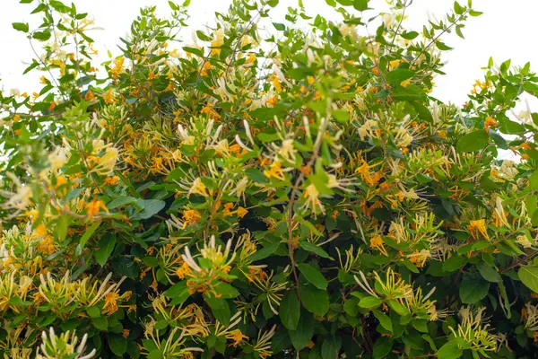 Etrafı yemyeşil yapraklarla çevrili küçük sarı kır çiçeklerinin yakın plan fotoğrafı. Doğa temalı tasarımlar, ekolojik projeler, sağlık blogları ya da çiçek desenleri için mükemmel. Yumuşak odak ve doğal bileşime sahip yüksek çözünürlüklü resim.