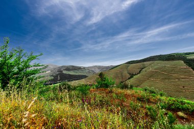 Douro Vadisi, Portekiz 21 Mayıs 2022: Douro Nehri 'ni çevreleyen ve kuzey Portekiz boyunca uzanan pitoresk bölge. Bölge teraslı üzüm bağları ve büyüleyici köyleriyle ünlüdür..