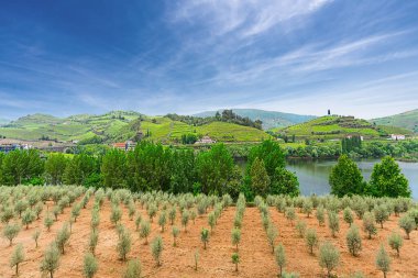 Douro Vadisi, Portekiz 21 Mayıs 2022: Douro Nehri 'ni çevreleyen ve kuzey Portekiz boyunca uzanan pitoresk bölge. Bölge teraslı üzüm bağları ve büyüleyici köyleriyle ünlüdür..