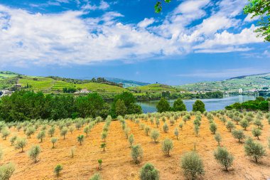 Douro Vadisi, Portekiz 21 Mayıs 2022: Douro Nehri 'ni çevreleyen ve kuzey Portekiz boyunca uzanan pitoresk bölge. Bölge teraslı üzüm bağları ve büyüleyici köyleriyle ünlüdür..
