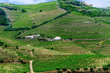 Douro Vadisi, Portekiz, 22 Mayıs 2022: Kuzey Portekiz boyunca uzanan Douro Nehri 'ni çevreleyen pitoresk bölge. Bölge teraslı üzüm bağları ve büyüleyici köyleriyle ünlüdür..