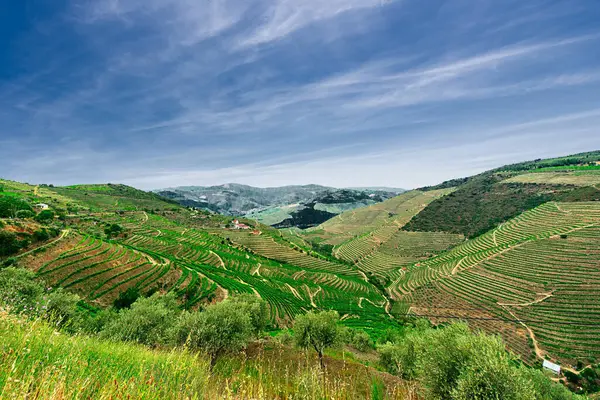 Douro Vadisi, Portekiz 21 Mayıs 2022: Douro Nehri 'ni çevreleyen ve kuzey Portekiz boyunca uzanan pitoresk bölge. Bölge teraslı üzüm bağları ve büyüleyici köyleriyle ünlüdür..