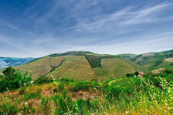Douro Vadisi, Portekiz 21 Mayıs 2022: Douro Nehri 'ni çevreleyen ve kuzey Portekiz boyunca uzanan pitoresk bölge. Bölge teraslı üzüm bağları ve büyüleyici köyleriyle ünlüdür..