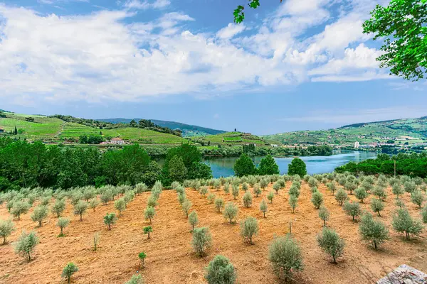 Douro Vadisi, Portekiz 21 Mayıs 2022: Douro Nehri 'ni çevreleyen ve kuzey Portekiz boyunca uzanan pitoresk bölge. Bölge teraslı üzüm bağları ve büyüleyici köyleriyle ünlüdür..