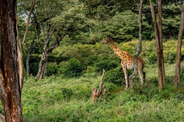 Nairobi, Kenya Sep 06, 2018: Zürafa Merkezi sadece Doğu Afrika 'nın çayırlarında bulunan savunmasız zürafayı korumak için kuruldu..