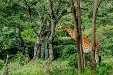 Nairobi, Kenya Sep 06, 2018: Zürafa Merkezi sadece Doğu Afrika 'nın çayırlarında bulunan savunmasız zürafayı korumak için kuruldu..