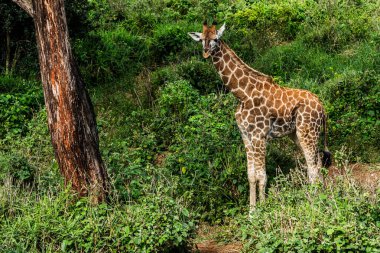 Nairobi, Kenya Sep 06, 2018: Zürafa Merkezi sadece Doğu Afrika 'nın çayırlarında bulunan savunmasız zürafayı korumak için kuruldu..