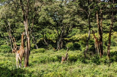 Nairobi, Kenya Sep 06, 2018: Zürafa Merkezi sadece Doğu Afrika 'nın çayırlarında bulunan savunmasız zürafayı korumak için kuruldu..