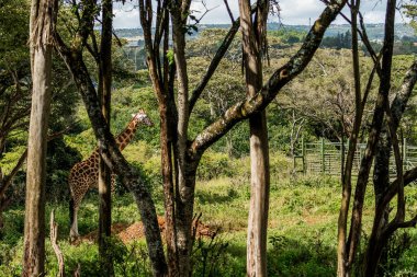 Nairobi, Kenya Sep 06, 2018: Zürafa Merkezi sadece Doğu Afrika 'nın çayırlarında bulunan savunmasız zürafayı korumak için kuruldu..